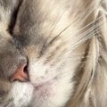 『気持ちよさそうに眠る猫』が突然動いたと思ったら…カメラが捉えた『まさ…