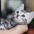 子猫を飼育してみよう！準備する物から必要な費用まで