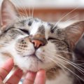 猫との『ふれあいタイム』に取り入れたい健康チェック法！スキンシッ…