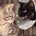 母猫と子猫が『待望の再会』を果たした結果…2匹の反応が"感動的…