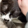 ママに撫でられて気持ちよさそうな表情の猫が、突然…まさかの『大変身する…