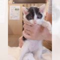 下半身が動かない子猫を保護したら…１ヶ月後の『奇跡的すぎる光景』が…