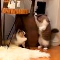 追いかけっこをする２匹の子猫→猫パンチをしようとしたら、次の瞬間……