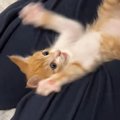 子猫のお腹をこちょこちょしてから『手を離す』と…ずっと見ていたくなる『…