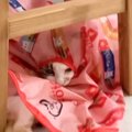 「斬新すぎるｗ」電動のおもちゃで遊んでくれなかった猫→カバーだけ置…