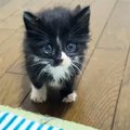 1匹だけ起きていた『甘えん坊の保護子猫』→抱っこしたら…5秒後の『まさか…