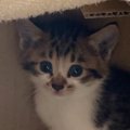 ダンボールに入れられ、道端に『置き去りにされていた子猫』→保護され…