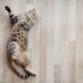 放っておくのは危険かも…猫が床を走るとスライディングする３つの原因