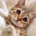 『天使のようにかわいかった子猫』が、７年後……衝撃のビフォーアフターに…