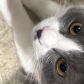マットの上でくつろぐ2匹の猫→『おてて』と『おてて』が……たまらなく可愛…