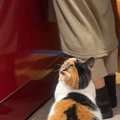 大好きなママに構ってほしくて『必死にアピールする三毛猫』…あまりに…