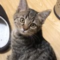 『病気がちだった保護子猫』が成長したら…4年間の記録が素敵すぎると1…