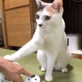 多才な猫ちゃん、新たな芸を覚える