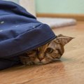 猫が「ファスナー」を勝手に開けて困る3つのシーン　対策する方法はあ…