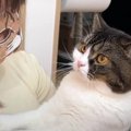 『いつもと違うニャ…』猫アイマスクをつけた飼い主さんに驚く親子猫さん