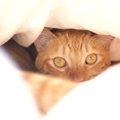 猫に最適な『冬の寝床』5つ