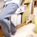 高校生の男の子と追いかけっこするネコ→どちらも楽しそうで…あまりにも尊…