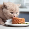 猫に『ウェットフード』をあげるメリット・デメリット　ドライと併用する…