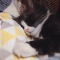 子猫に欲しがっていたぬいぐるみをあげたのに飽きるの早すぎ！「ぬい…