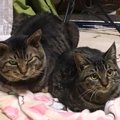 子猫が起こした奇跡…先住猫の孤独を癒した愛の実話