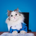 キューバ危機回避の裏にも猫の存在が？君主や大統領の心をなぐさめ、影響…