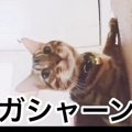 猫たちだけで過ごす様子を見てみよう！