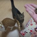 猫ちゃんがじゃれて擦り寄る？またたびドーナツをあげてみた！