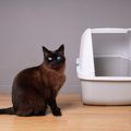猫に苦痛を与える『トイレの設置場所』5つ　健康トラブルに繋がるリスクや…