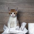 猫が『使いづらいトイレ』の特徴4つと改善策