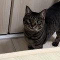 寝ようとしていた飼い主さんに愛猫が『持ってきたもの』とは…かわいすぎる…