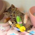 保護されてから５日目の子猫→いっしょに『猫じゃらし』で遊んだら、両前足…