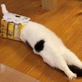 ご尊顔はどちらへ？6缶パックの包装に頭を突っ込みまどろむ猫さん♡