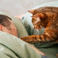 猫があなたを『大きな猫』だと思っていそうな行動4選　仲間だと認識してい…