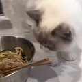お酢の匂いを嗅いだ猫→あまりの『強烈な匂い』に……まさかの行動をとる…