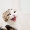 猫が『悲しい声』で鳴くのはなぜ？3つのワケと対策