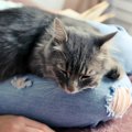 愛猫があなたを「猫」だと思っているときに見せる行動4選　ある意味「…