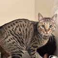 『イメージを180度覆された』猫と暮らし始めた結果…3つの『衝撃だったこと…