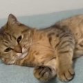 眠そうにしていた猫に『ベッドを占領』されたら…『まさかの光景』に笑…