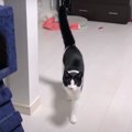 猫ちゃんのひとり遊び♪テンション上がってしっぽぶわっ！