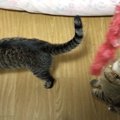 わんにゃん動物園？！扉を開けたらねこちゃんわんちゃん大集合♪