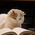 知っていると「猫博士」が名乗れる、猫にまつわるカタカナ用語8選　い…