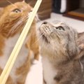 「あ、あれは！！」割り箸をみた猫達それぞれの反応の違い