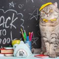 16年間小学校に通い、みんなの心をつかんだ野良猫　その姿は壁画にな…