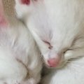 保護された『子猫の姉妹』を家族に迎えた結果→４か月後…見違えるビフ…