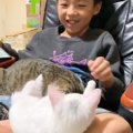 『息子の膝の上に乗っていた白猫』が落ちそうになって…次の瞬間→思わ…
