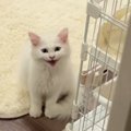 甘えん坊の子猫が『3時間ぶりにママと再会』した結果…涙が出るほど尊…