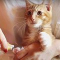 ボールに集中！猫ちゃん初めての爪切り作戦