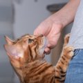 愛猫が『アイコンタクト』してくるときの心理3選　視線を合わせたがる意味…
