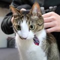 元野良猫ちゃんにネクタイ型の首輪を装着♡