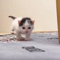 ようやく目が見えてきた『赤ちゃん猫』→よちよち歩きで…『尊い瞬間』…